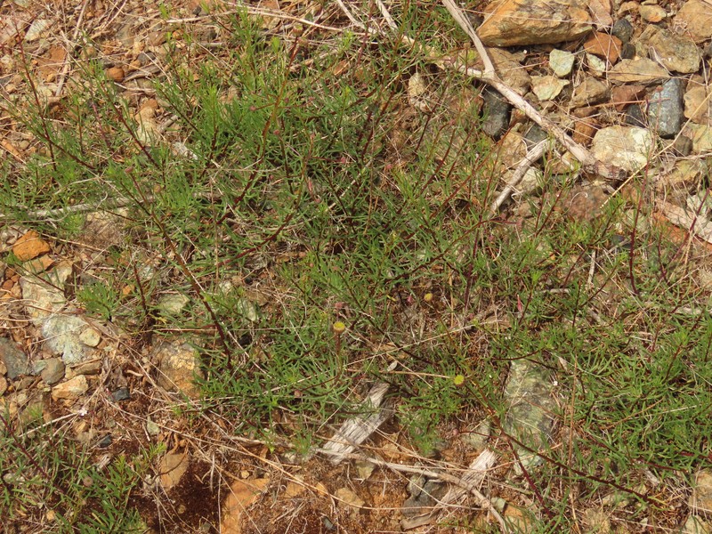 Erigeron foliosus var. confinis