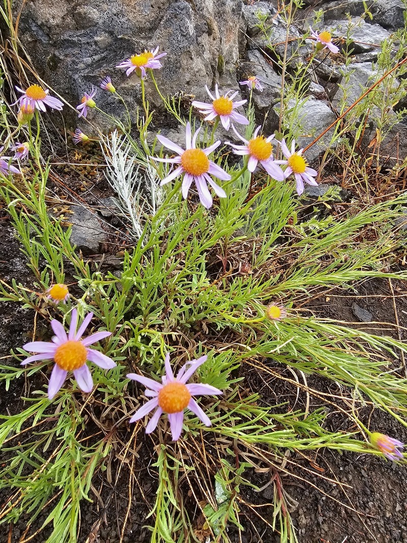 Erigeron foliosus var. confinis photo 2