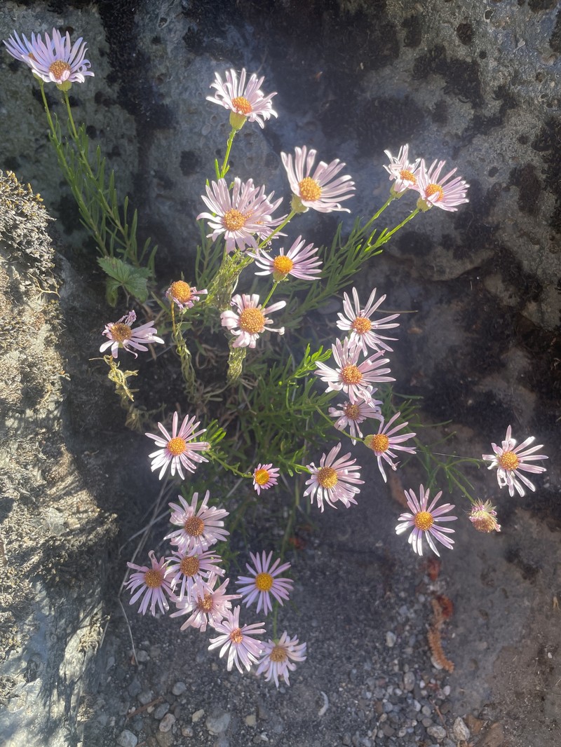 Erigeron foliosus var. confinis photo 3