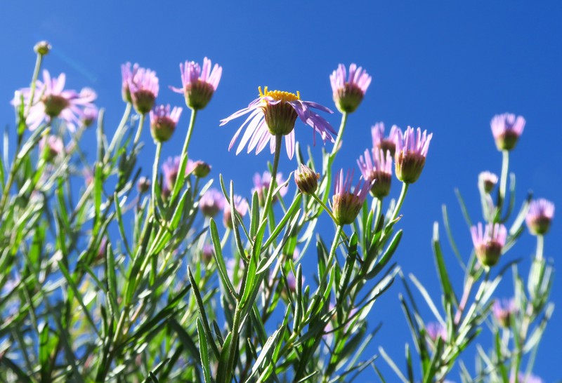 Erigeron foliosus var. confinis photo 4