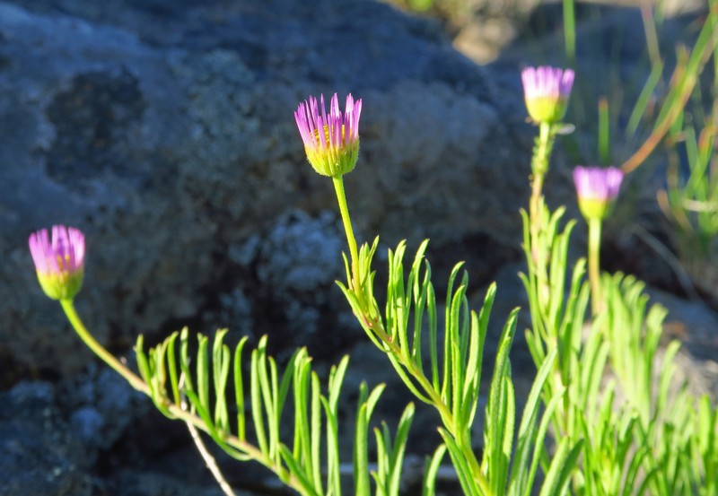 Erigeron foliosus var. confinis photo 5