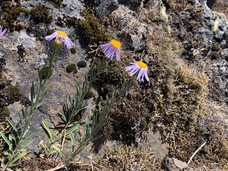Erigeron foliosus var. confinis photo 6