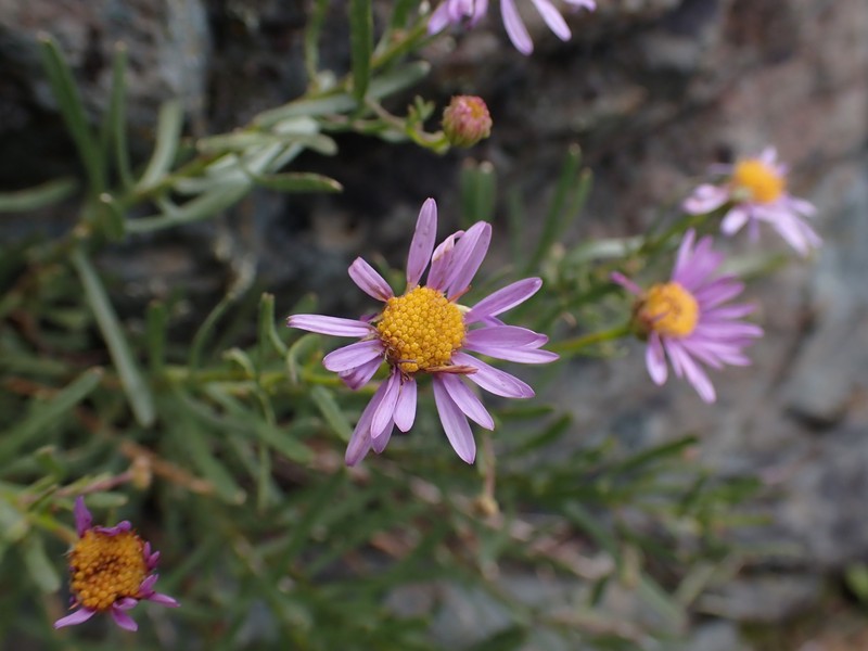 Erigeron foliosus var. confinis photo 7