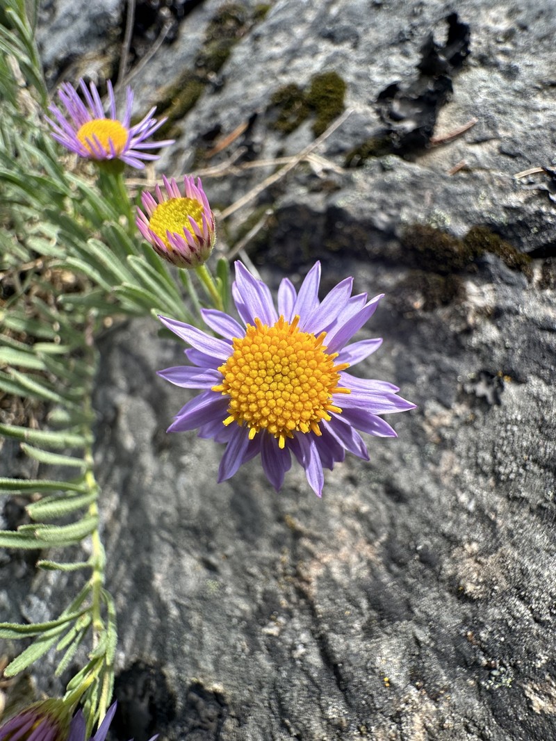 Erigeron foliosus var. confinis photo 8
