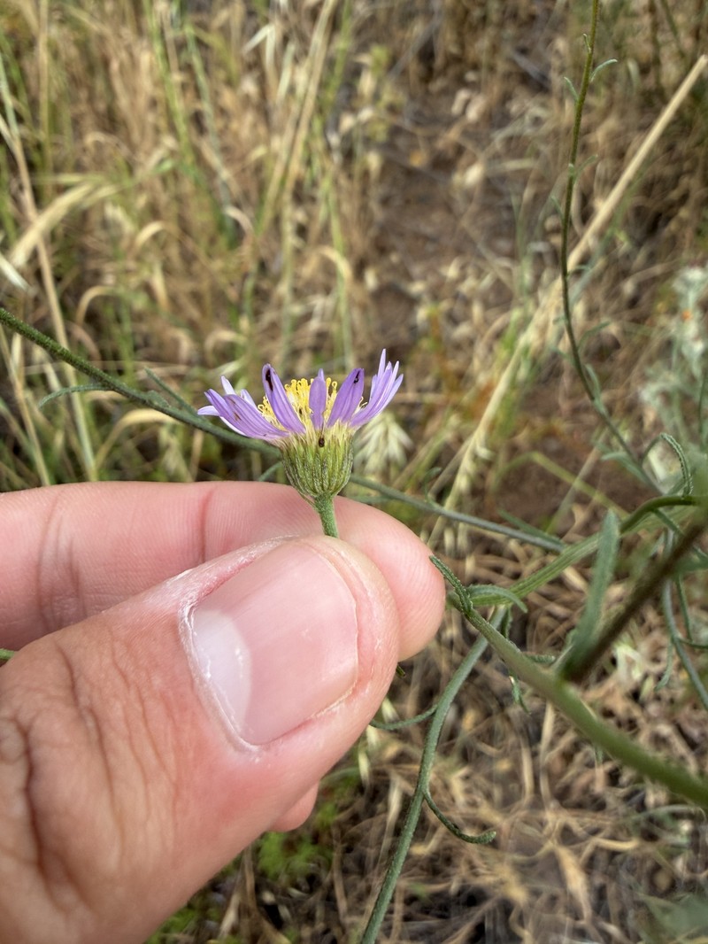 Erigeron foliosus var. foliosus