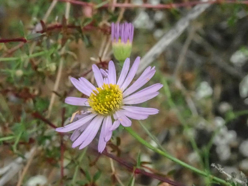 Erigeron foliosus var. foliosus photo 2