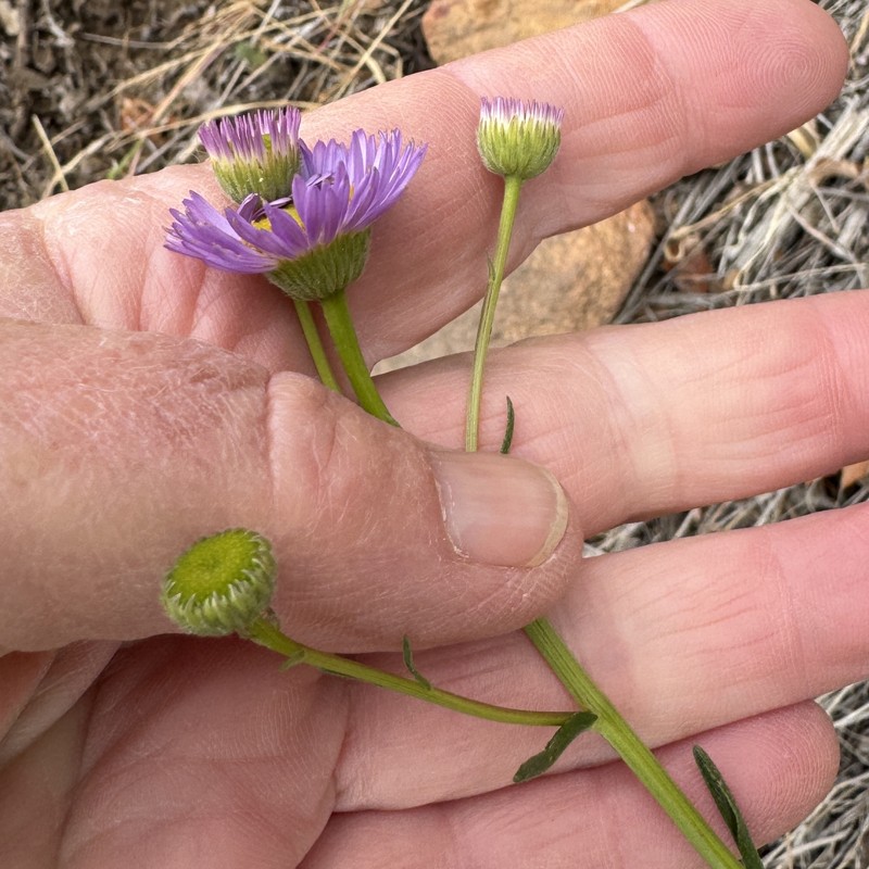 Erigeron foliosus var. foliosus photo 3