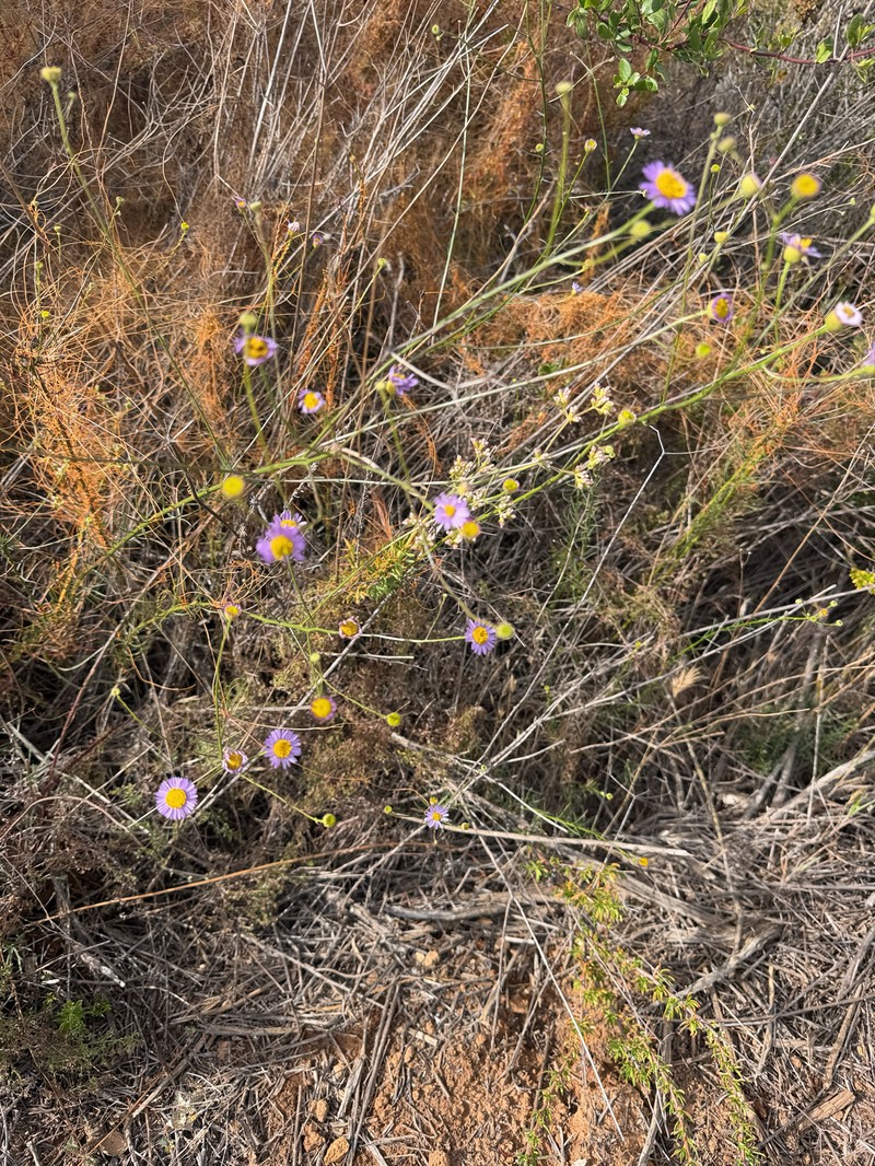 Erigeron foliosus var. foliosus photo 4