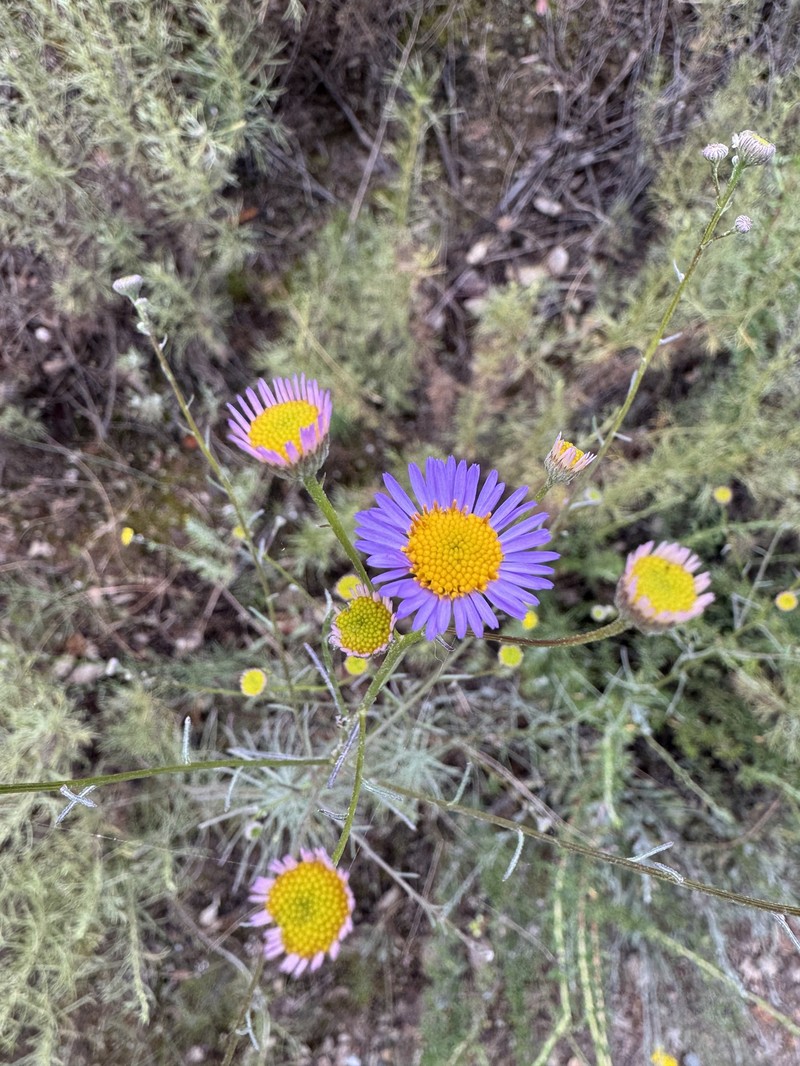 Erigeron foliosus var. foliosus photo 5