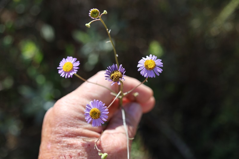 Erigeron foliosus var. foliosus photo 6