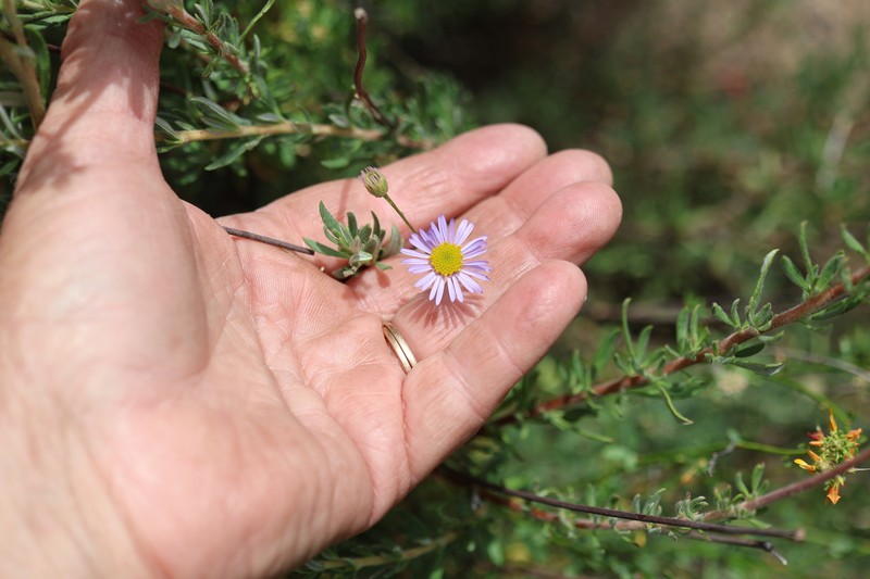 Erigeron foliosus var. foliosus photo 7