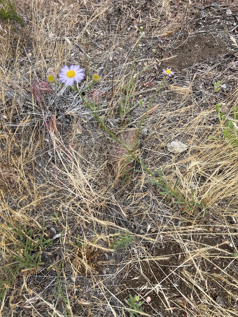 Erigeron foliosus var. foliosus photo 8