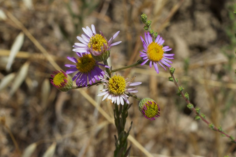 Erigeron foliosus var. franciscensis