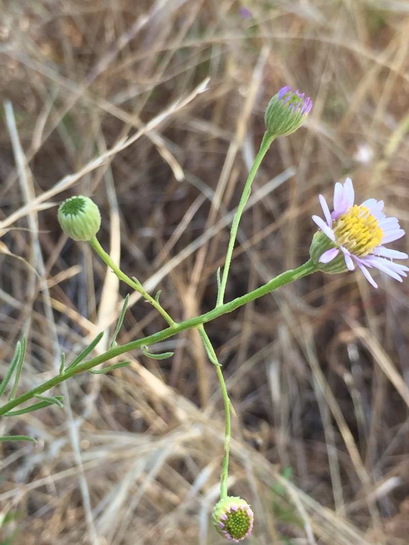 Erigeron foliosus var. franciscensis photo 2