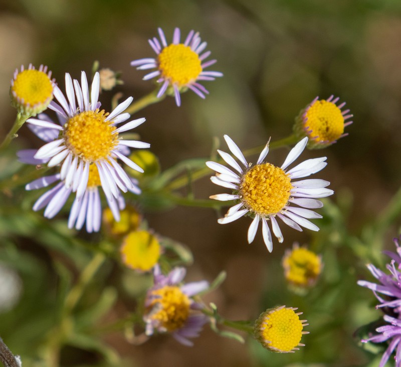 Erigeron foliosus var. franciscensis photo 3