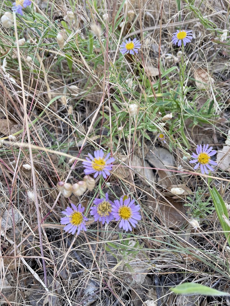 Erigeron foliosus var. franciscensis photo 4