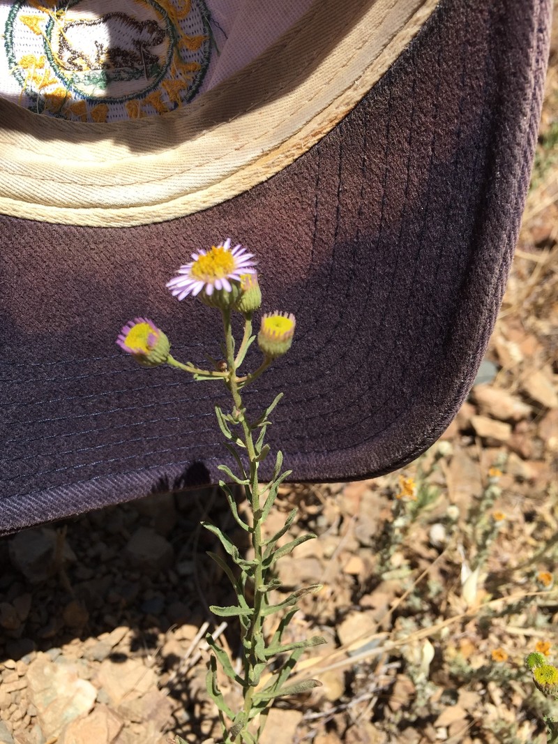 Erigeron foliosus var. franciscensis photo 5