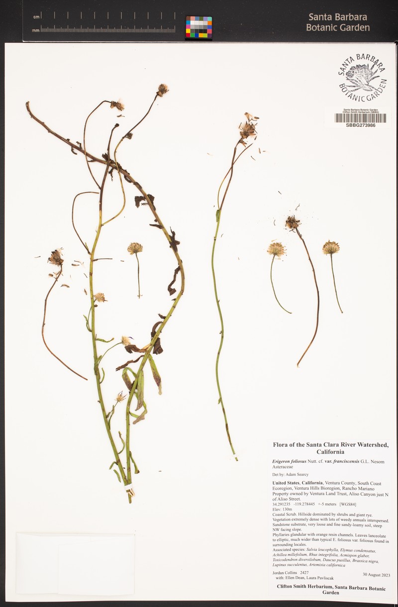 Erigeron foliosus var. franciscensis photo 6