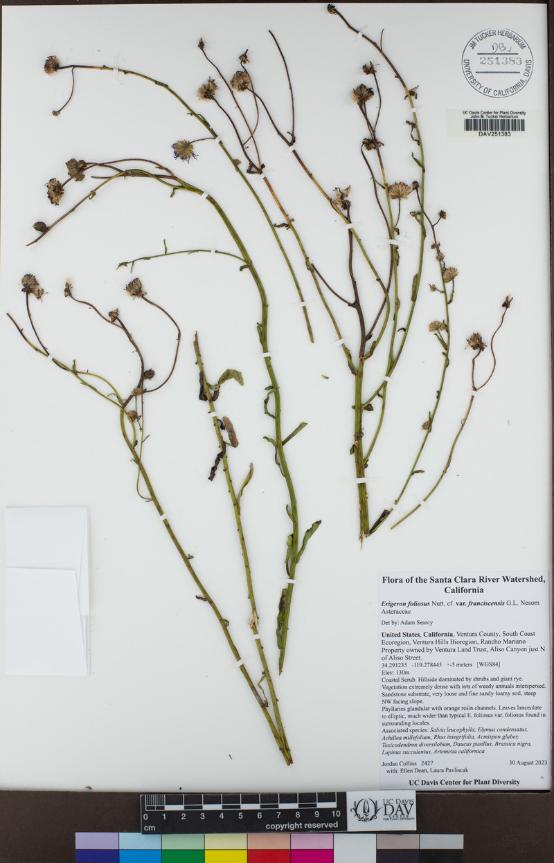 Erigeron foliosus var. franciscensis photo 7