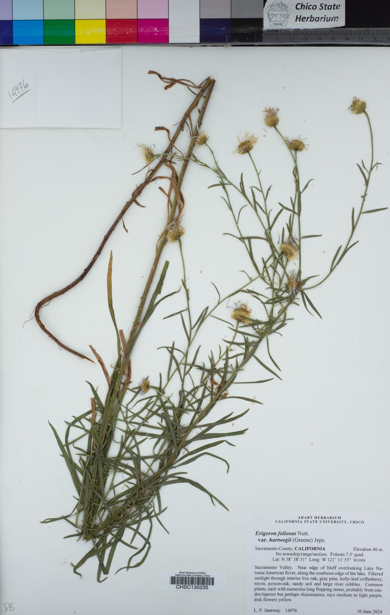 Erigeron foliosus var. hartwegii photo 4