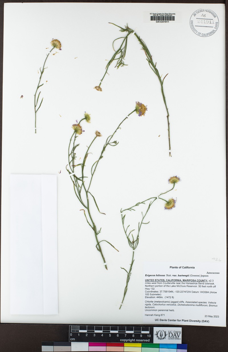 Erigeron foliosus var. hartwegii photo 5