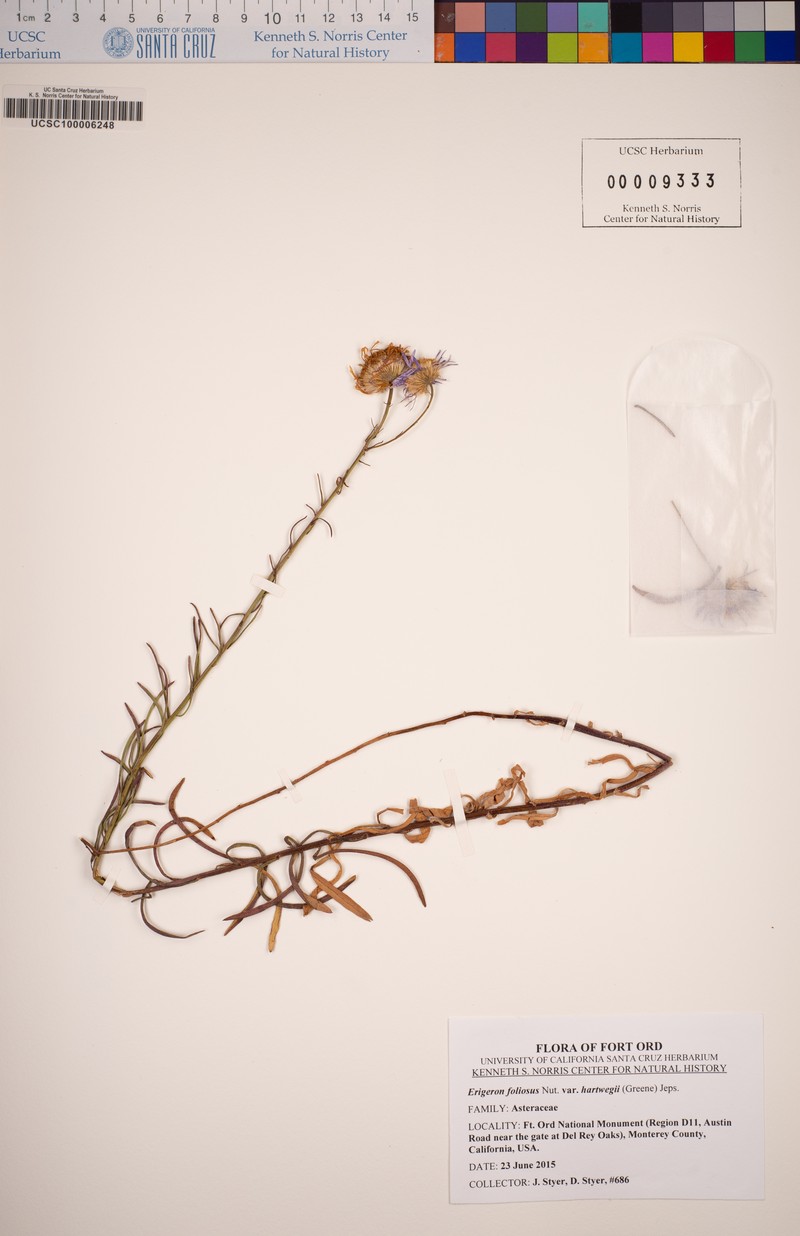 Erigeron foliosus var. hartwegii photo 6