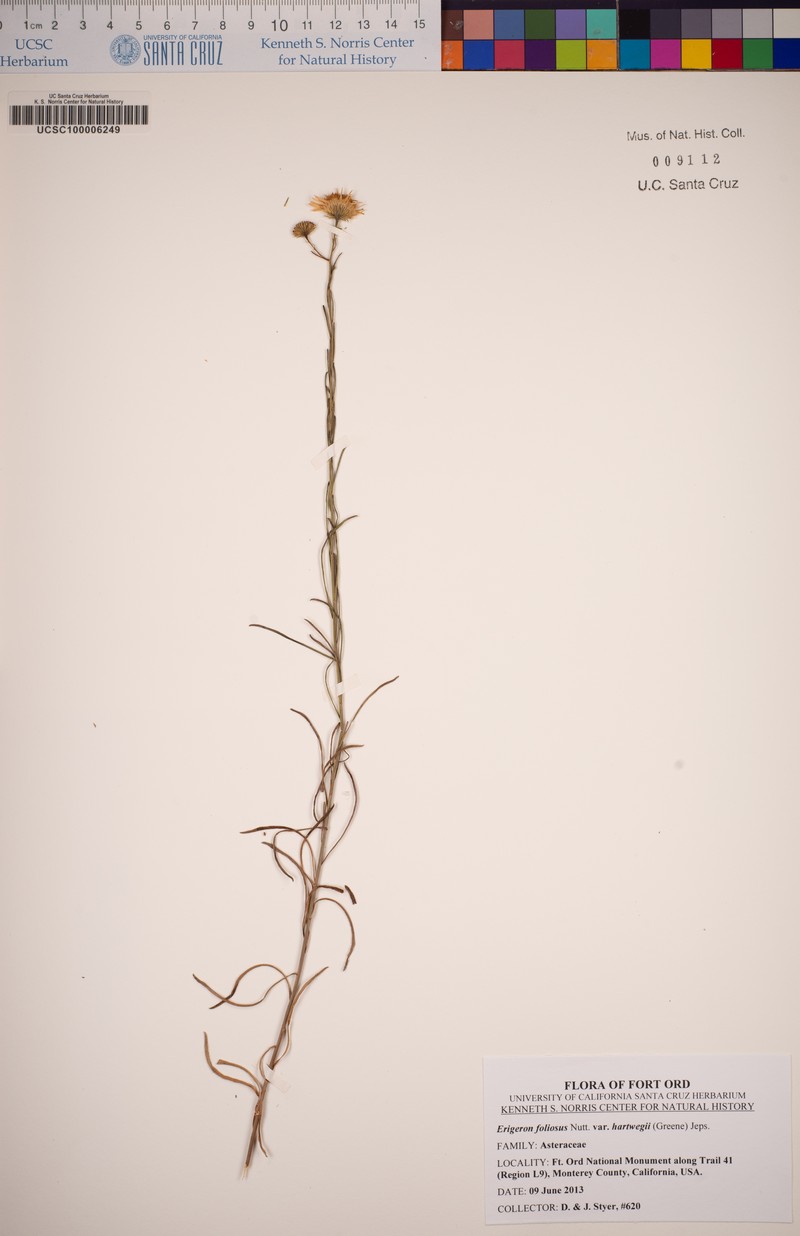 Erigeron foliosus var. hartwegii photo 8