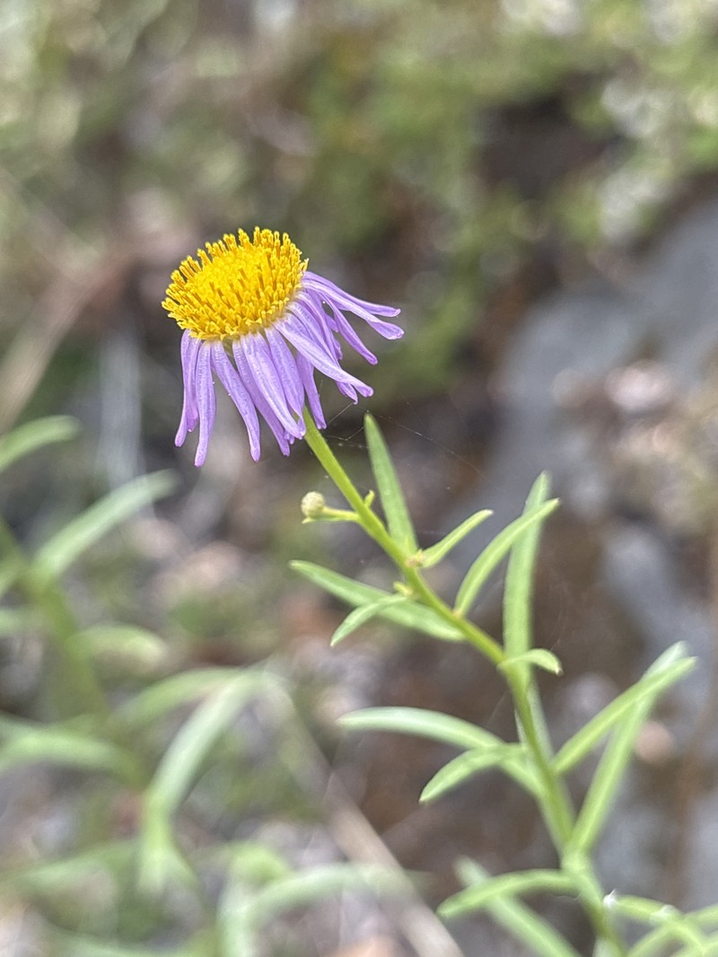Erigeron foliosus var. hartwegii