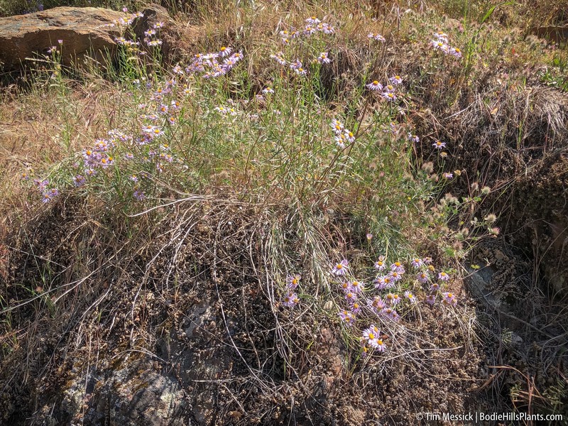Erigeron foliosus var. hartwegii photo 2