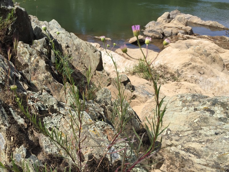 Erigeron foliosus var. hartwegii photo 3