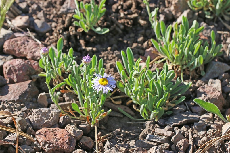 Beautiful Fleabane