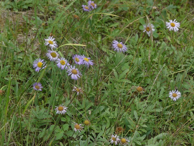Beautiful Fleabane photo 2