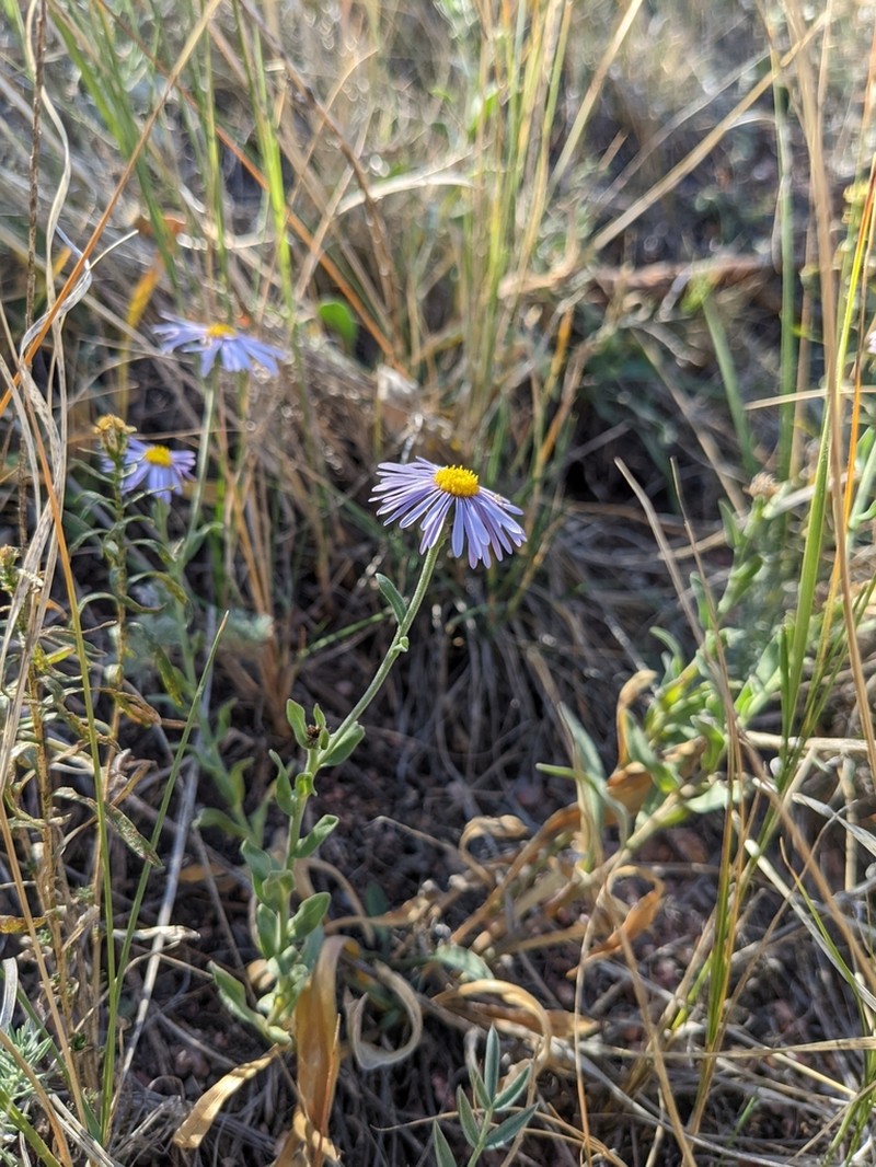 Beautiful Fleabane photo 3