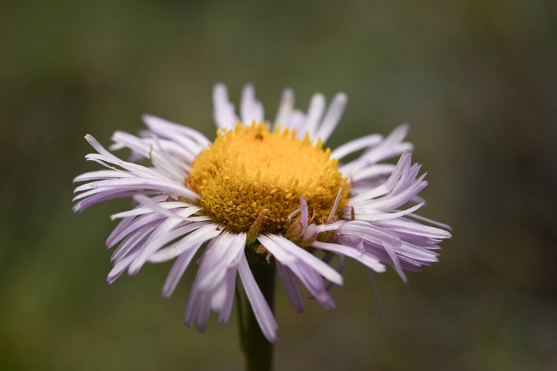 Beautiful Fleabane photo 4