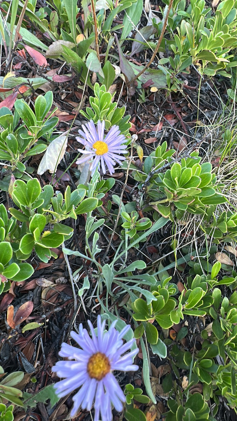 Beautiful Fleabane photo 5