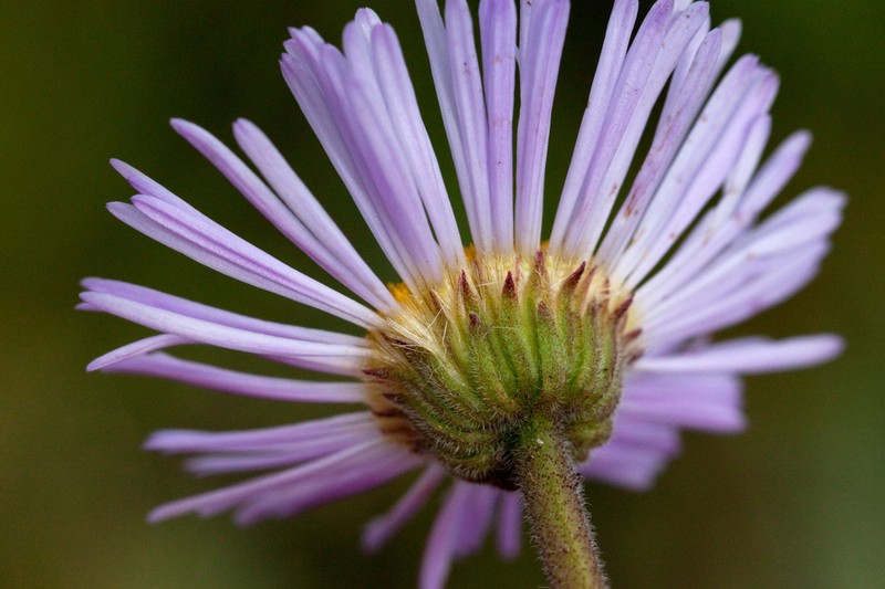 Beautiful Fleabane photo 6