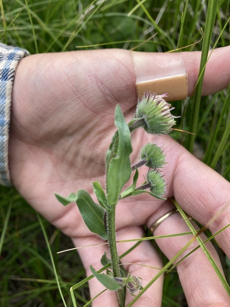Beautiful Fleabane photo 7