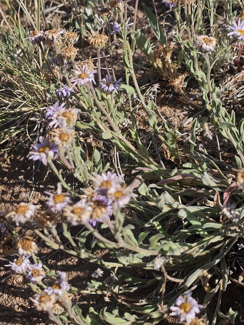 Beautiful Fleabane photo 8