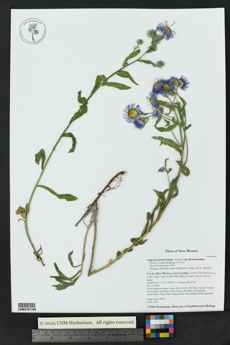 Erigeron formosissimus var. formosissimus photo 2