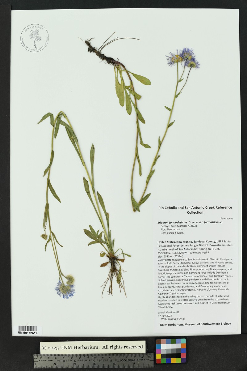 Erigeron formosissimus var. formosissimus photo 3