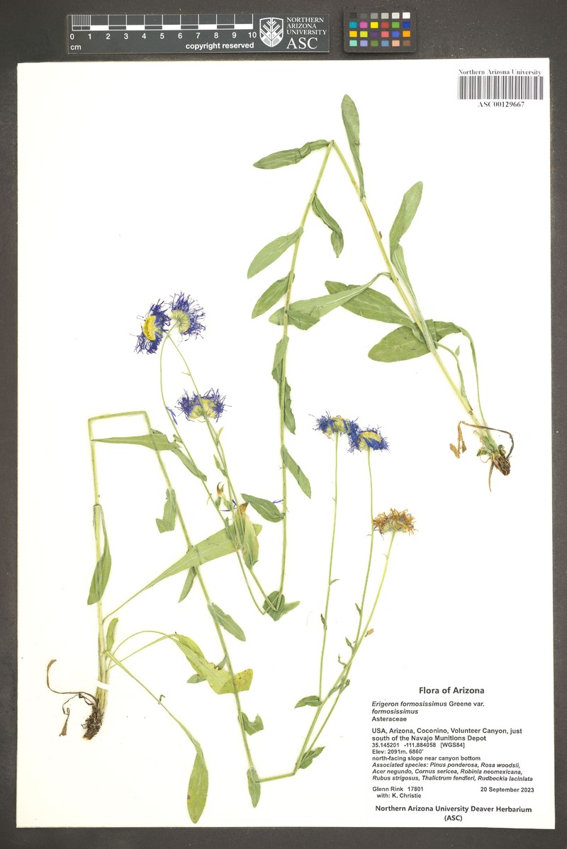 Erigeron formosissimus var. formosissimus photo 4
