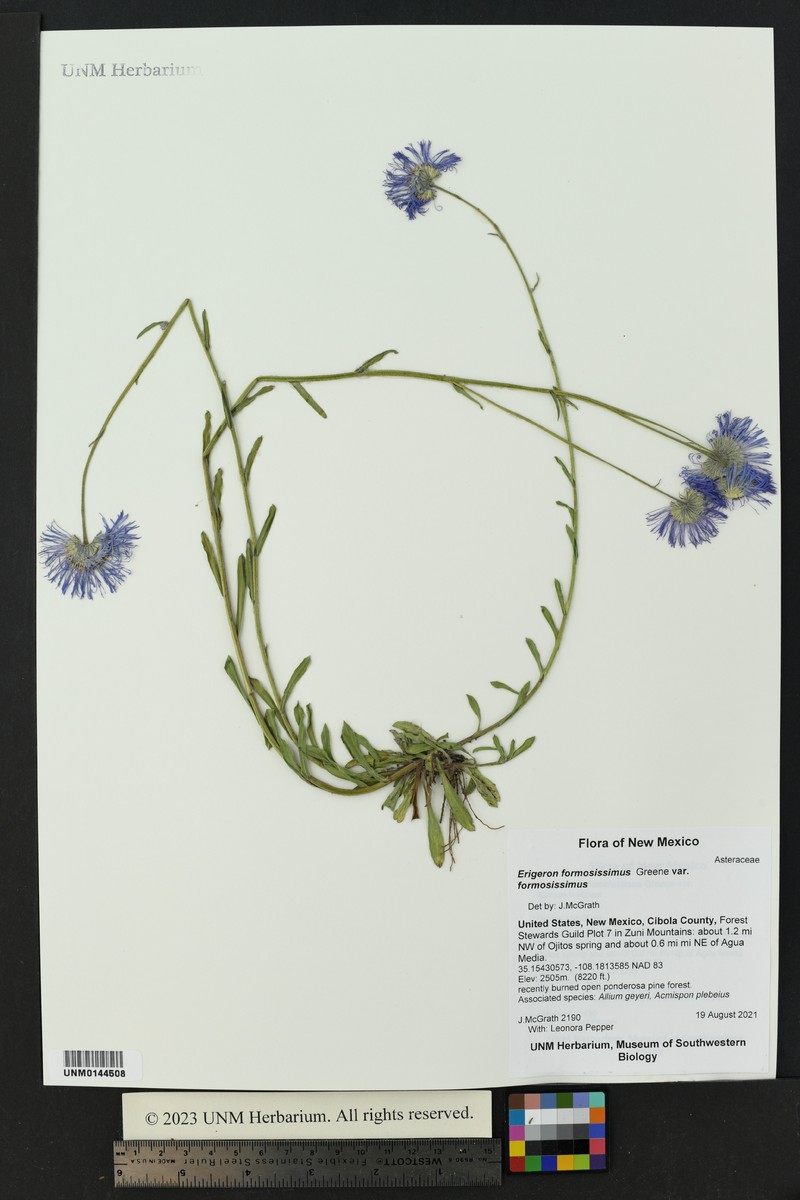 Erigeron formosissimus var. formosissimus photo 5