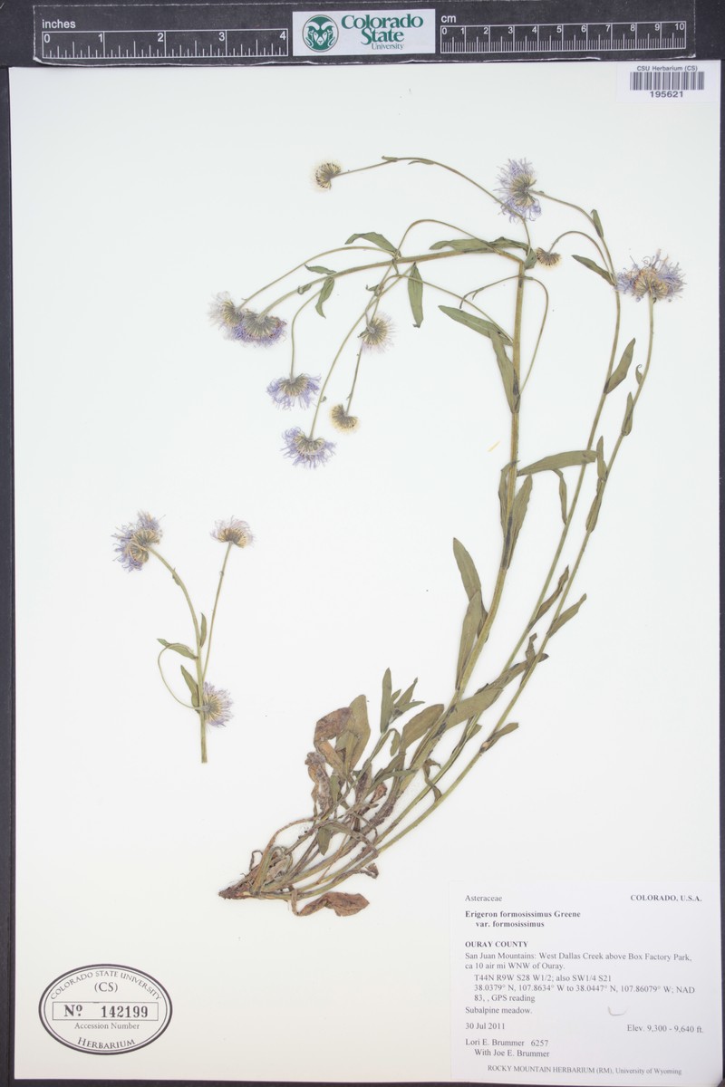 Erigeron formosissimus var. formosissimus photo 6