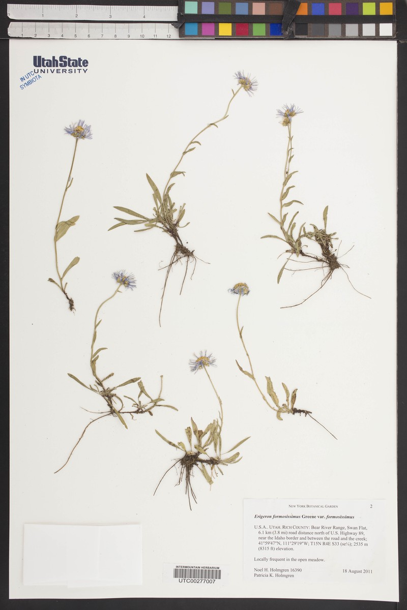 Erigeron formosissimus var. formosissimus photo 7