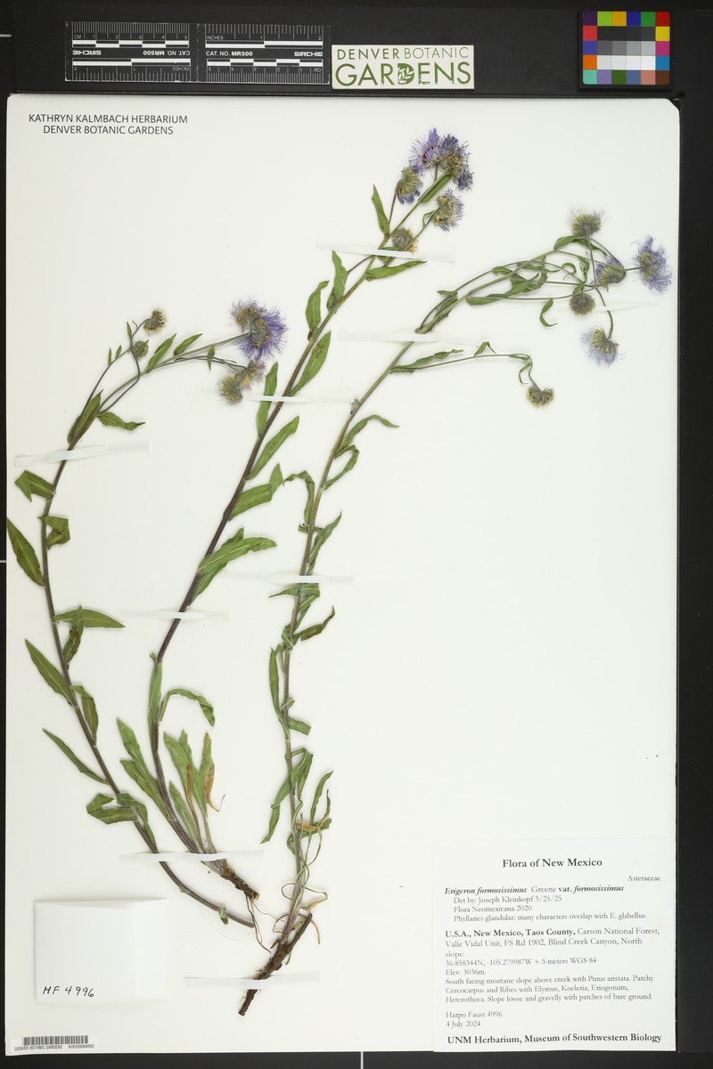 Erigeron formosissimus var. formosissimus