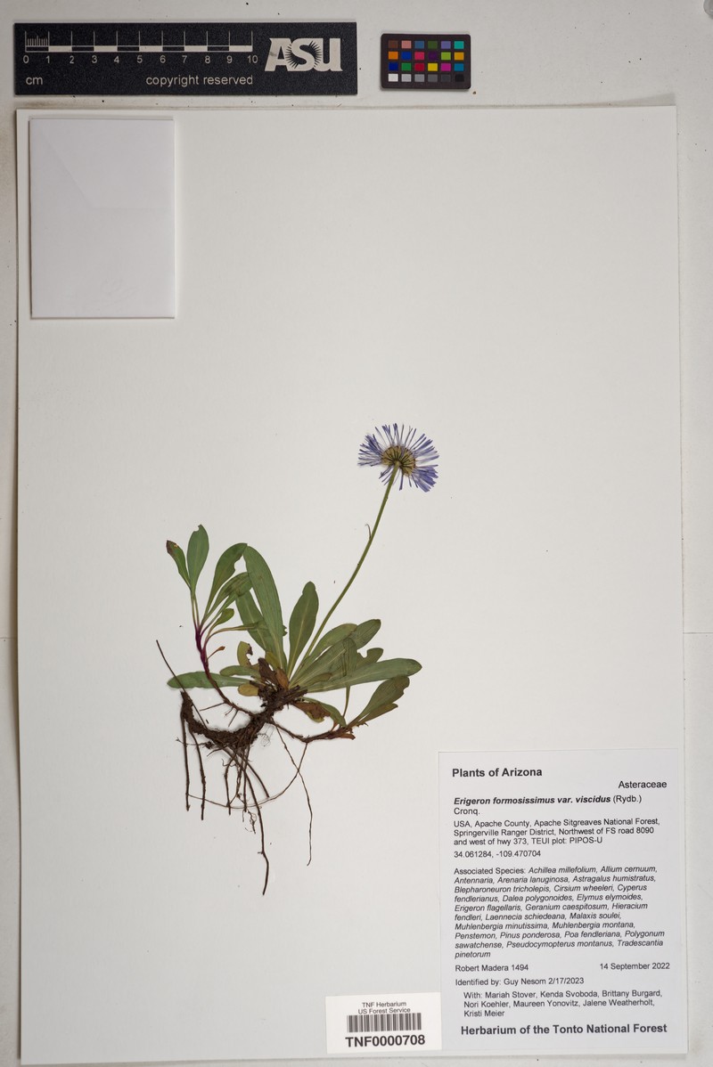 Erigeron formosissimus var. viscidus photo 2