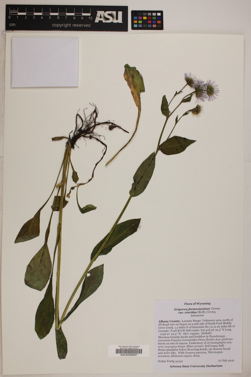 Erigeron formosissimus var. viscidus photo 3