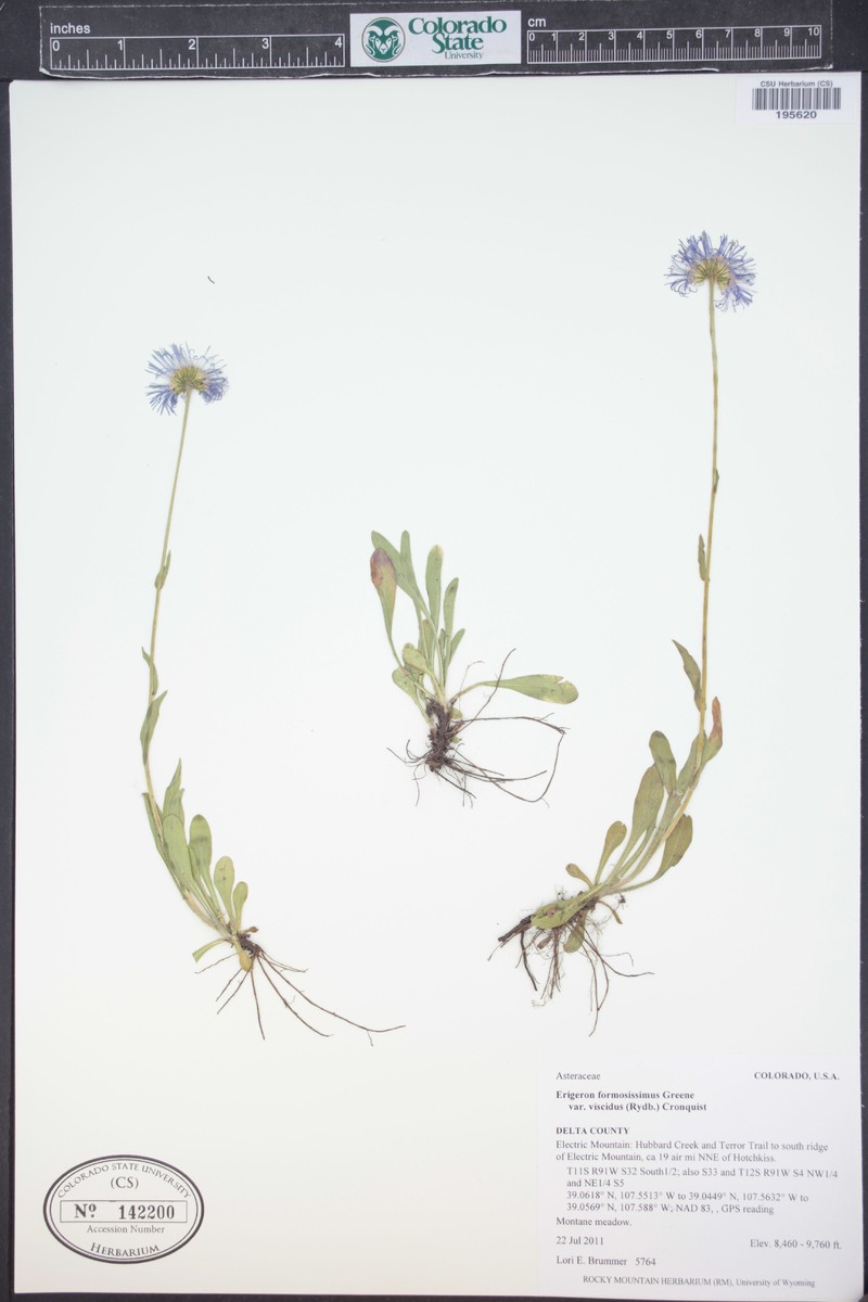 Erigeron formosissimus var. viscidus photo 4