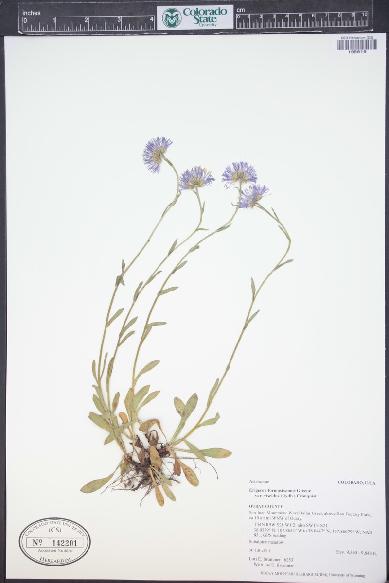 Erigeron formosissimus var. viscidus photo 5