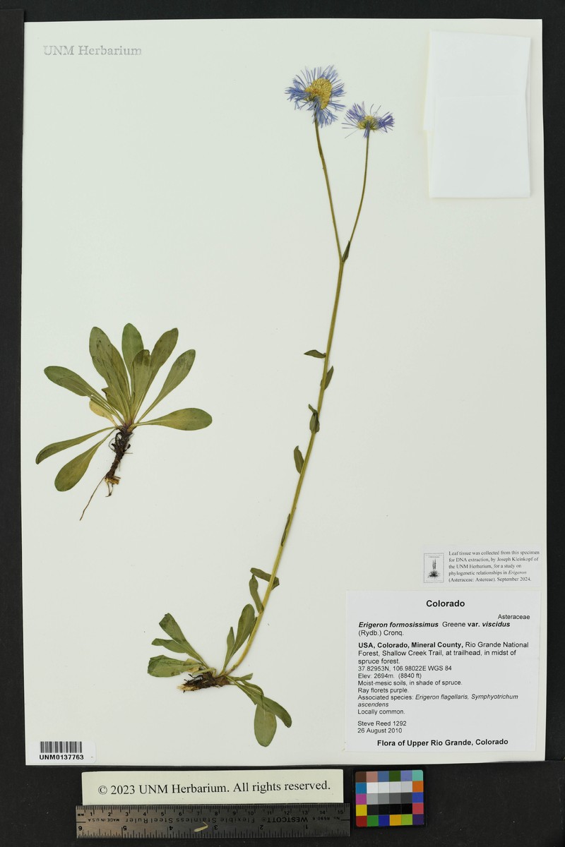 Erigeron formosissimus var. viscidus photo 6